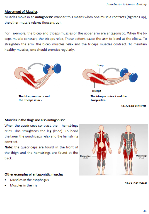 Introduction to Human Anatomy TEXTBOOK (HEALTH SCIENCE)