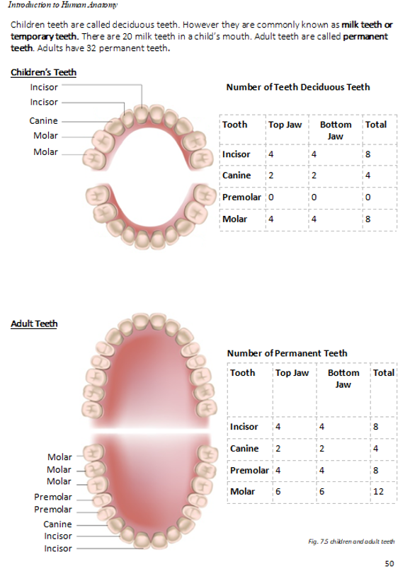 Introduction to Human Anatomy TEXTBOOK (HEALTH SCIENCE)